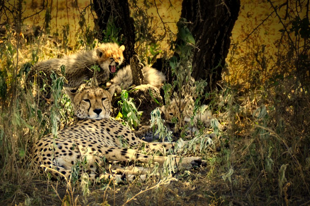 Geparden Familie, Tansania