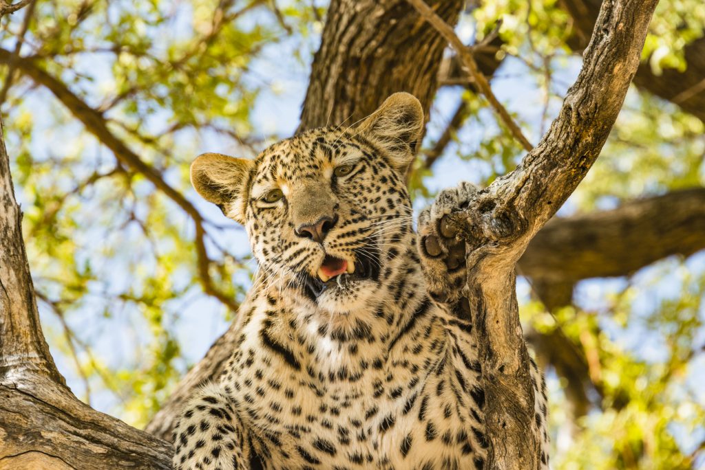 Leopard Moremi Nationalpark