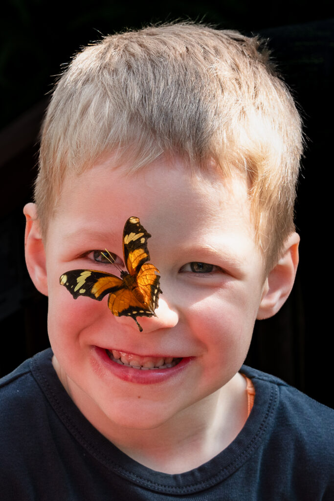 Schmetterling