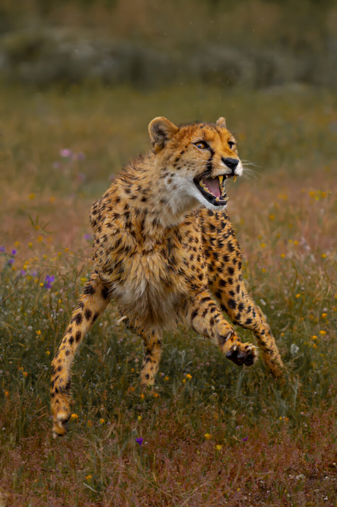 Gepard attackiert DSC06281